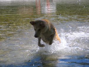 Hund im Wasser 